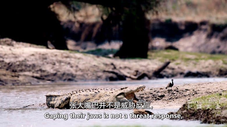 卡塔维 – 非洲的堕落天堂 Katavi – Africa's Fallen Paradise插图7