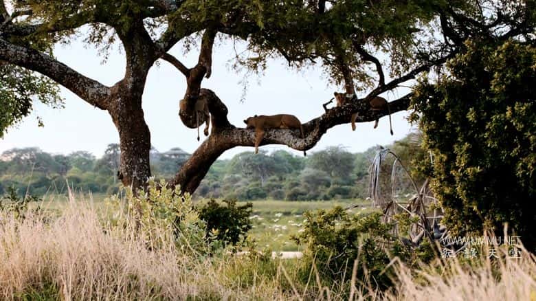 卡塔维 – 非洲的堕落天堂 Katavi – Africa's Fallen Paradise插图8