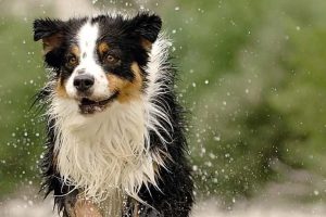 非凡的狗儿 Extraordinary Dogs