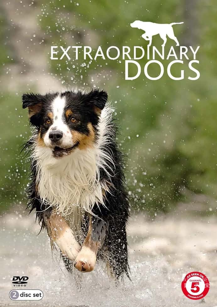 非凡的狗儿 Extraordinary Dogs插图