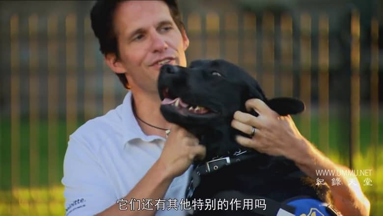 非凡的狗儿 Extraordinary Dogs插图1