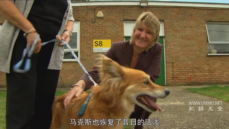 非凡的狗儿 Extraordinary Dogs插图2