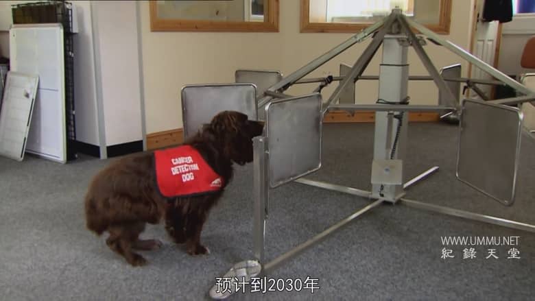 非凡的狗儿 Extraordinary Dogs插图3