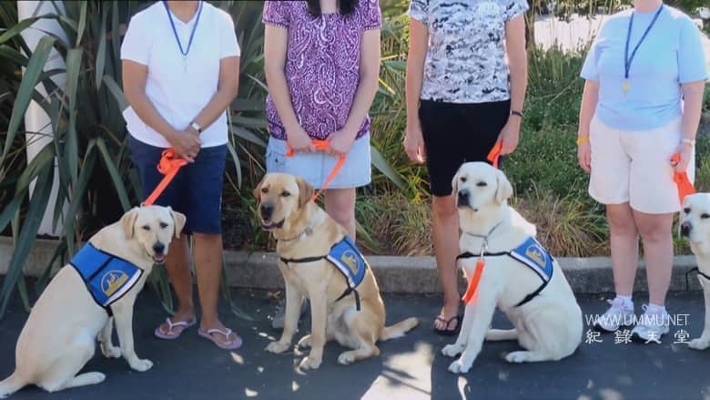 非凡的狗儿 Extraordinary Dogs插图6