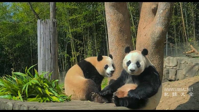 再见，福宝 My Dearest Fu Bao插图2