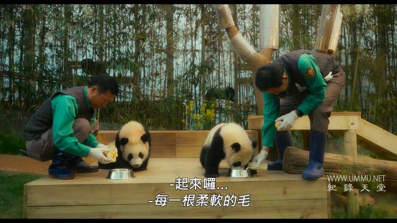 再见，福宝 My Dearest Fu Bao插图3