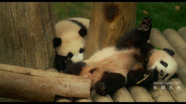 再见，福宝 My Dearest Fu Bao插图4