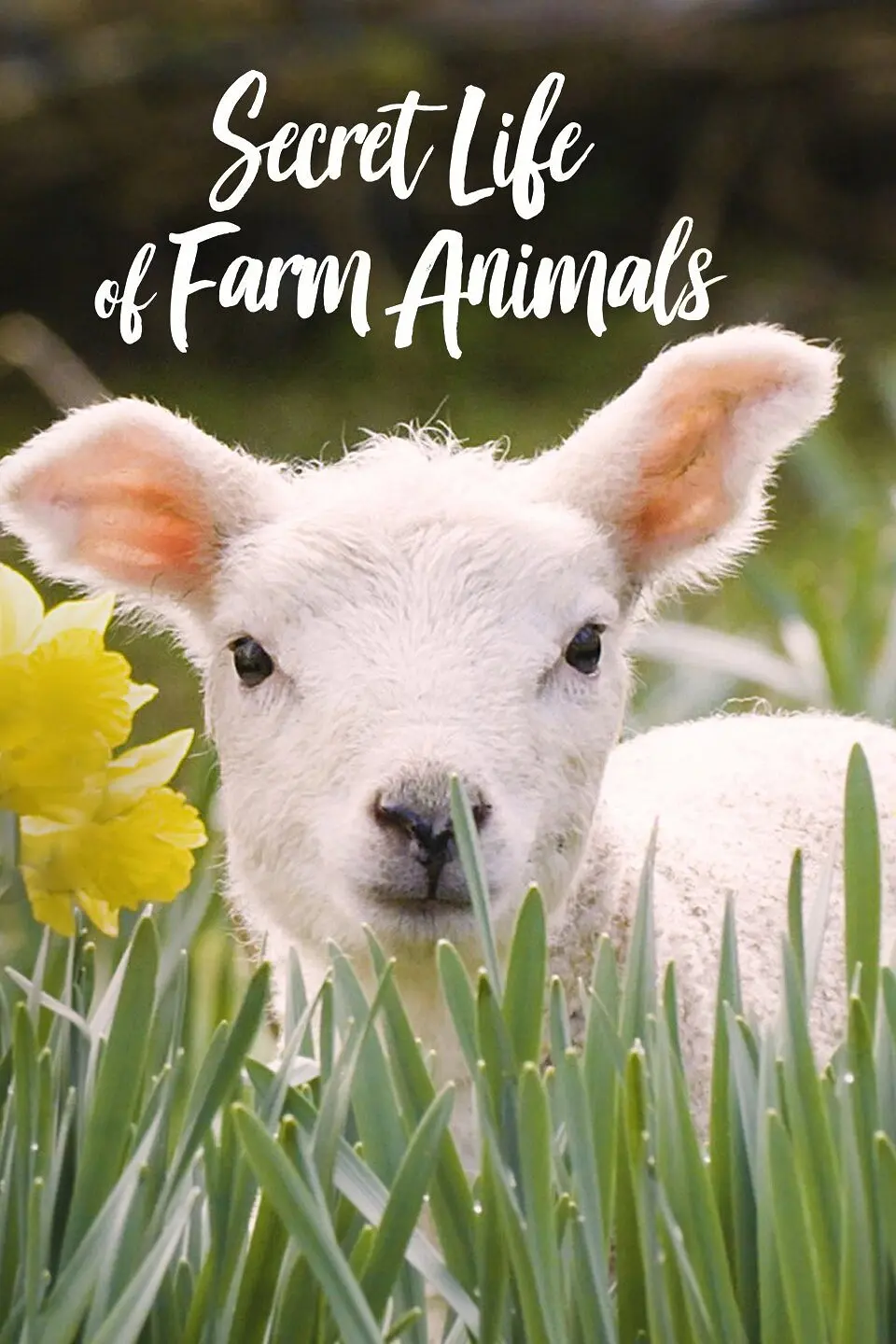 农场动物的秘密生活 第一季 Secret Life of Farm Animals Season 1插图