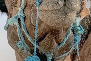 了不起的马格里布/“日落之地”马格里布 Magischer Maghreb 2019