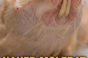 裸鼹鼠 对抗衰老的秘诀 Naked Molerat: Nature's Weirdest Superhero 2017