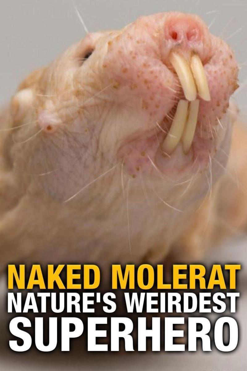 裸鼹鼠 对抗衰老的秘诀 Naked Molerat: Nature's Weirdest Superhero 2017插图