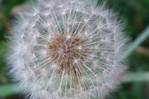 生物飞行的冷知识