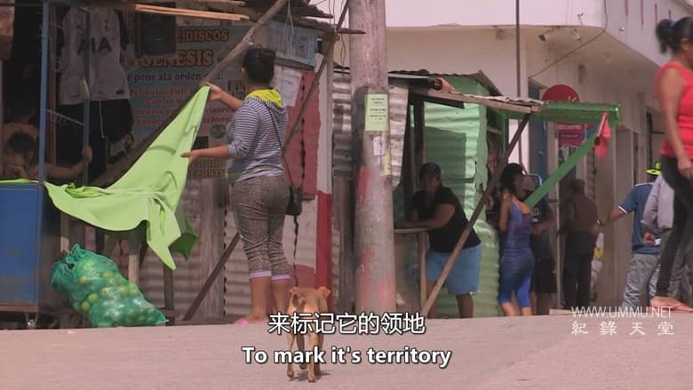 危地马拉：遇见马拉斯 Guatemala: Meet the Maras插图3