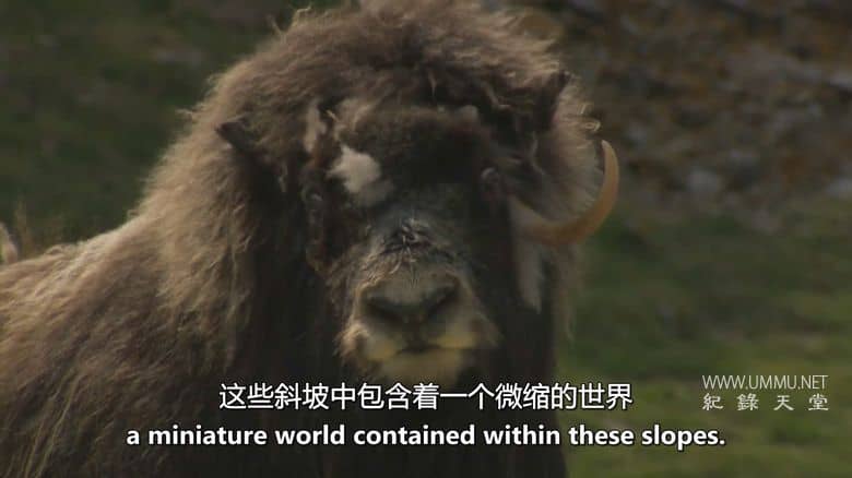 格陵兰岛：边缘生存 Greenland: Survival at the Edge插图4