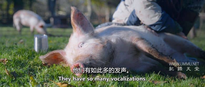 我永远不可能成为素食者 I Could Never Go Vegan插图5