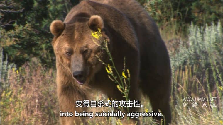 人类猎物 Human Prey插图1