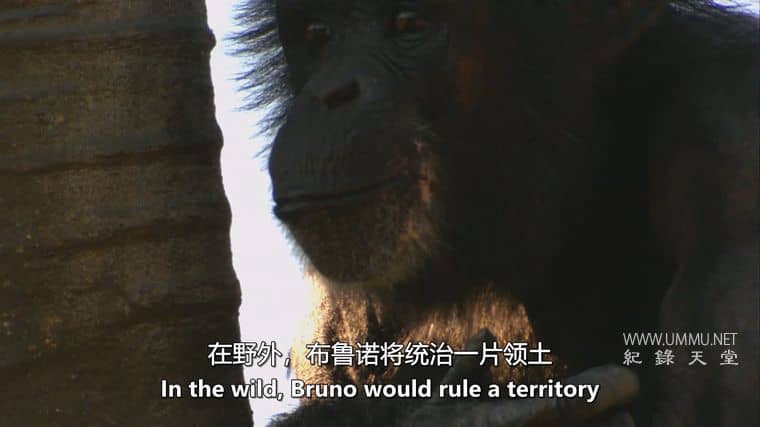 人类猎物 Human Prey插图6