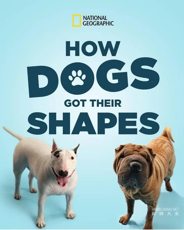 狗狗体型之谜 How Dogs Got Their Shapes插图