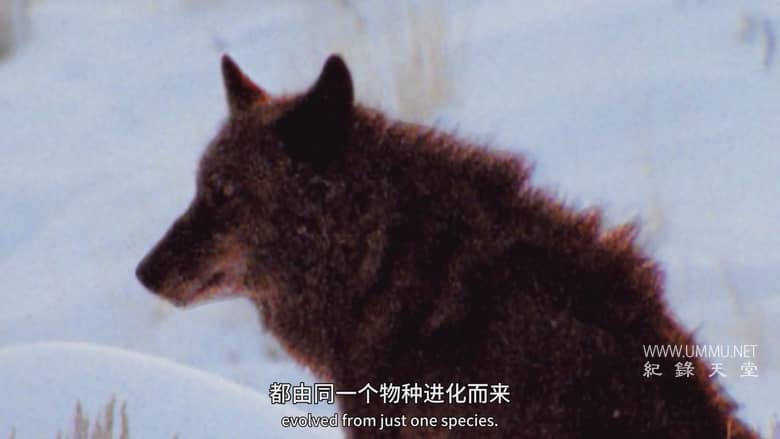 狗狗体型之谜 How Dogs Got Their Shapes插图1