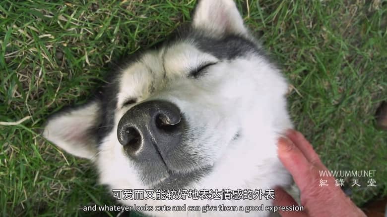 狗狗体型之谜 How Dogs Got Their Shapes插图2