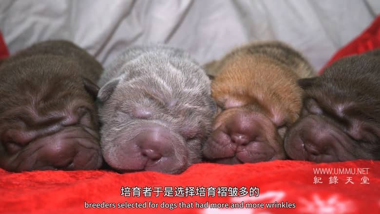 狗狗体型之谜 How Dogs Got Their Shapes插图4