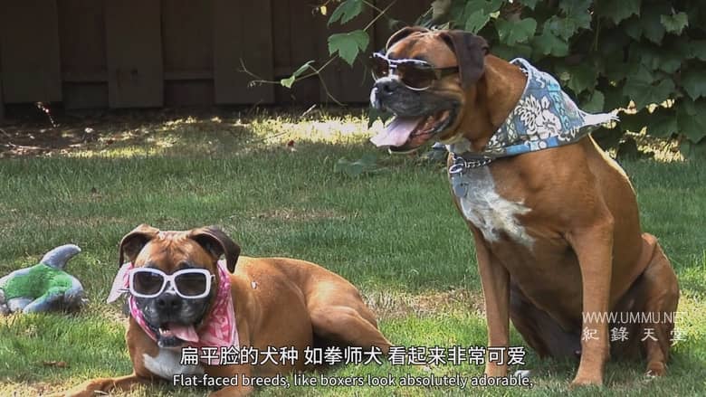 狗狗体型之谜 How Dogs Got Their Shapes插图5