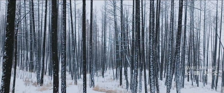 炽热 Incandescence插图4