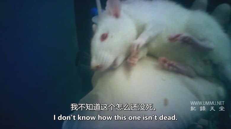 潜入禁地：动物实验的黑暗真相 Infiltrated in the Bunker插图4