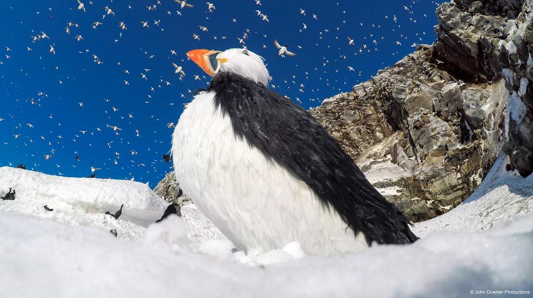 荒野间谍 第二季 Spy in the Wild Season 2插图3