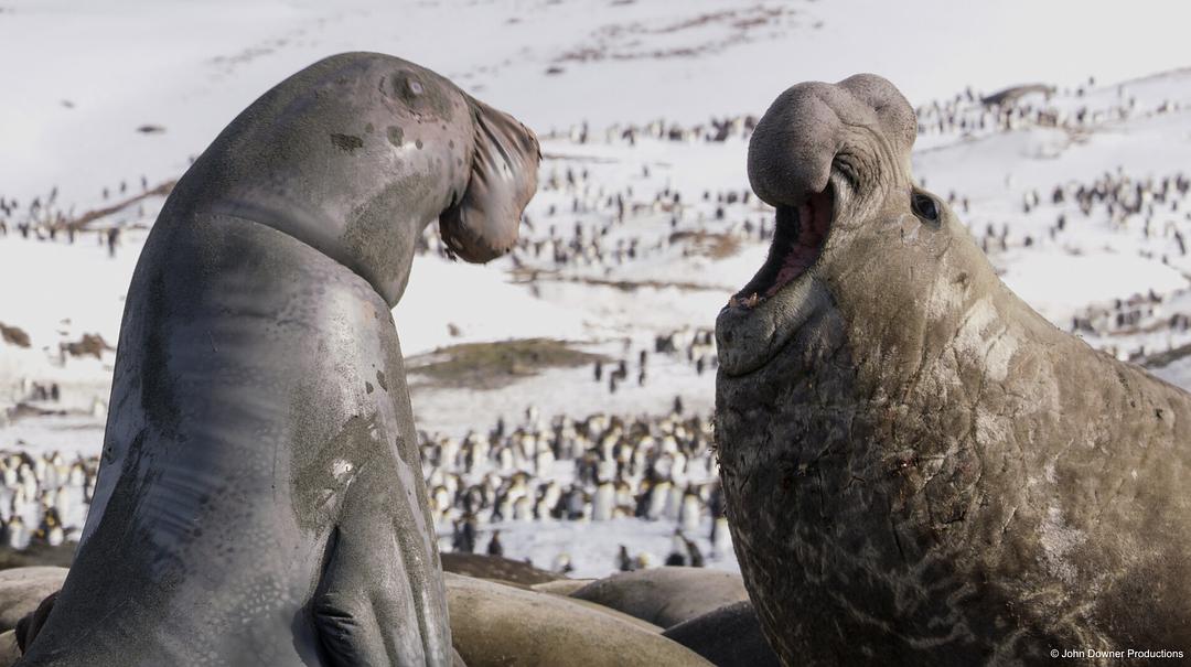 荒野间谍 第二季 Spy in the Wild Season 2插图4