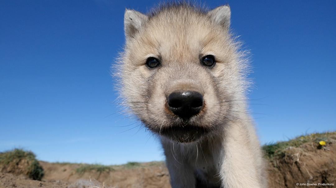 荒野间谍 第二季 Spy in the Wild Season 2插图5