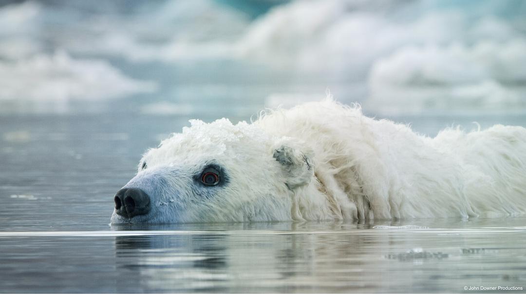 荒野间谍 第二季 Spy in the Wild Season 2插图6