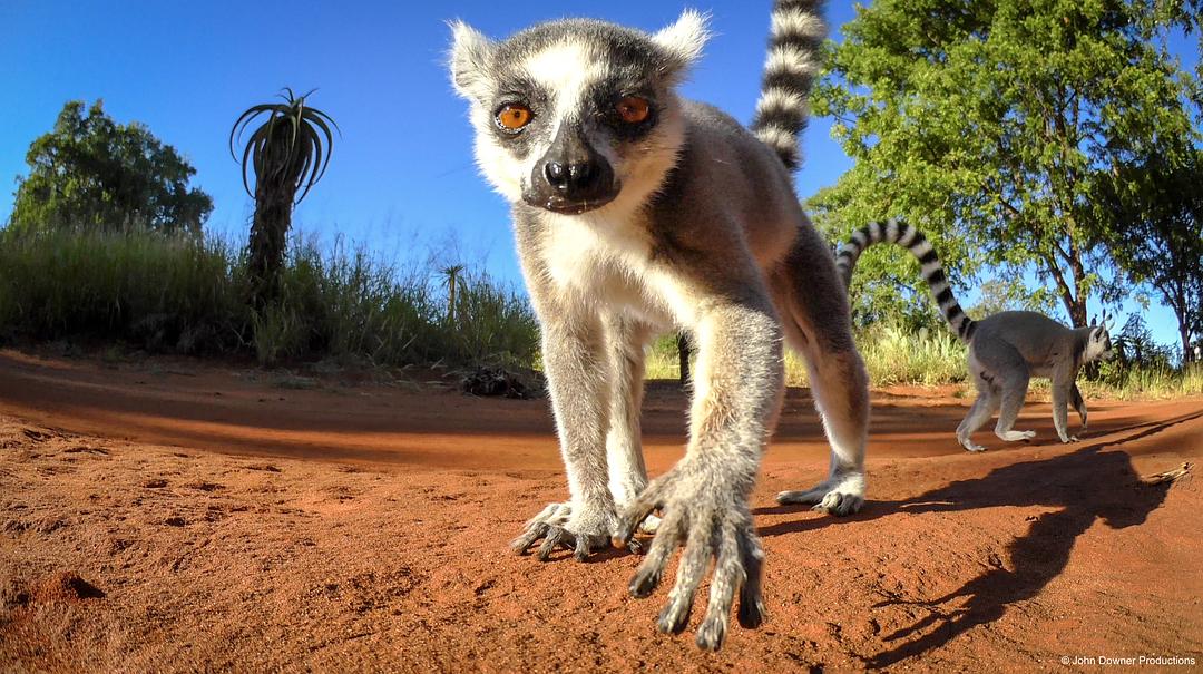 荒野间谍 第二季 Spy in the Wild Season 2插图8