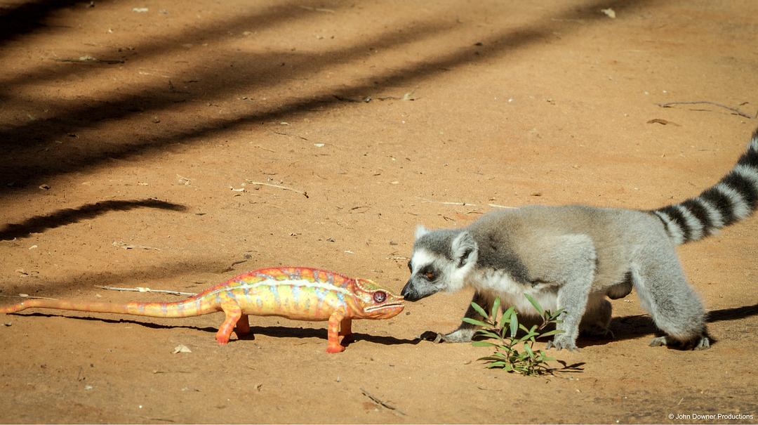 荒野间谍 第二季 Spy in the Wild Season 2插图9