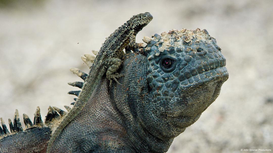 荒野间谍 第二季 Spy in the Wild Season 2插图10