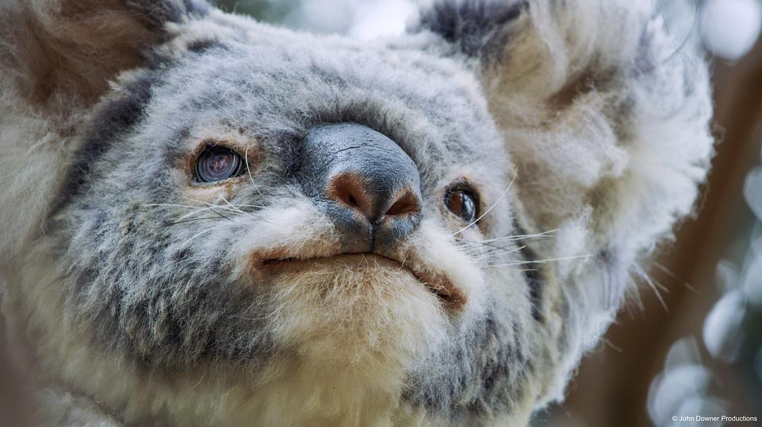 荒野间谍 第二季 Spy in the Wild Season 2插图11