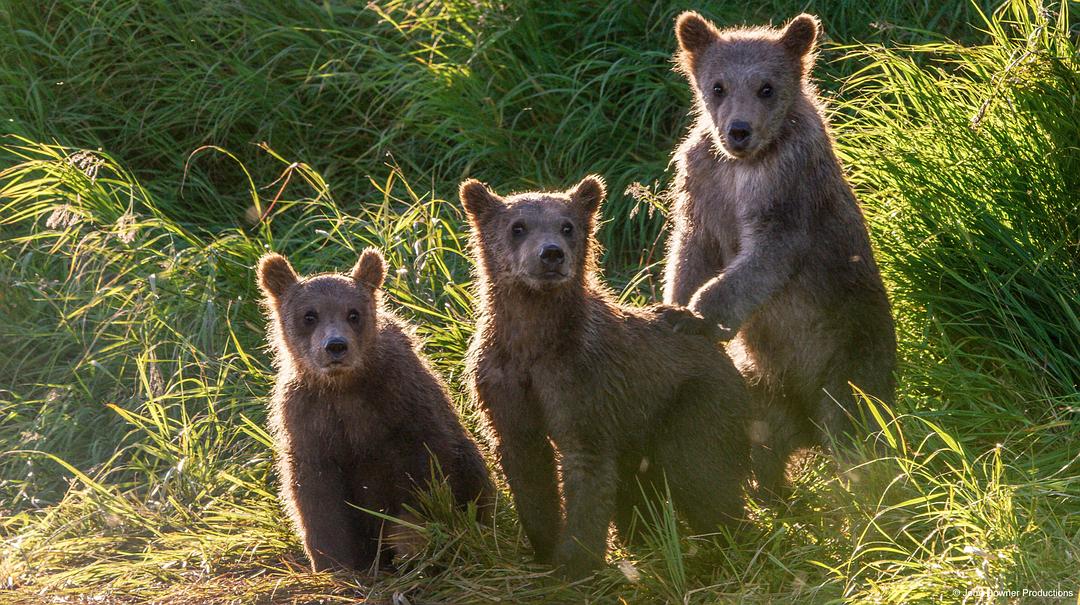 荒野间谍 第二季 Spy in the Wild Season 2插图13