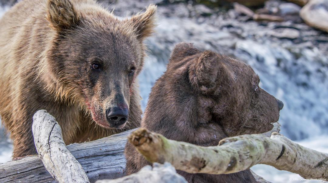 荒野间谍 第二季 Spy in the Wild Season 2插图14