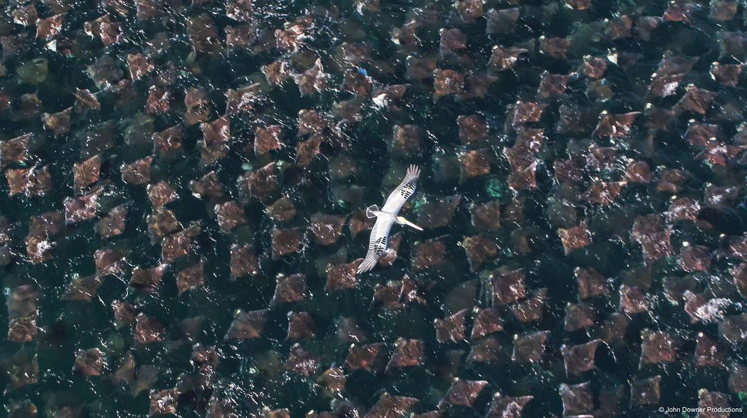 荒野间谍 第二季 Spy in the Wild Season 2插图15