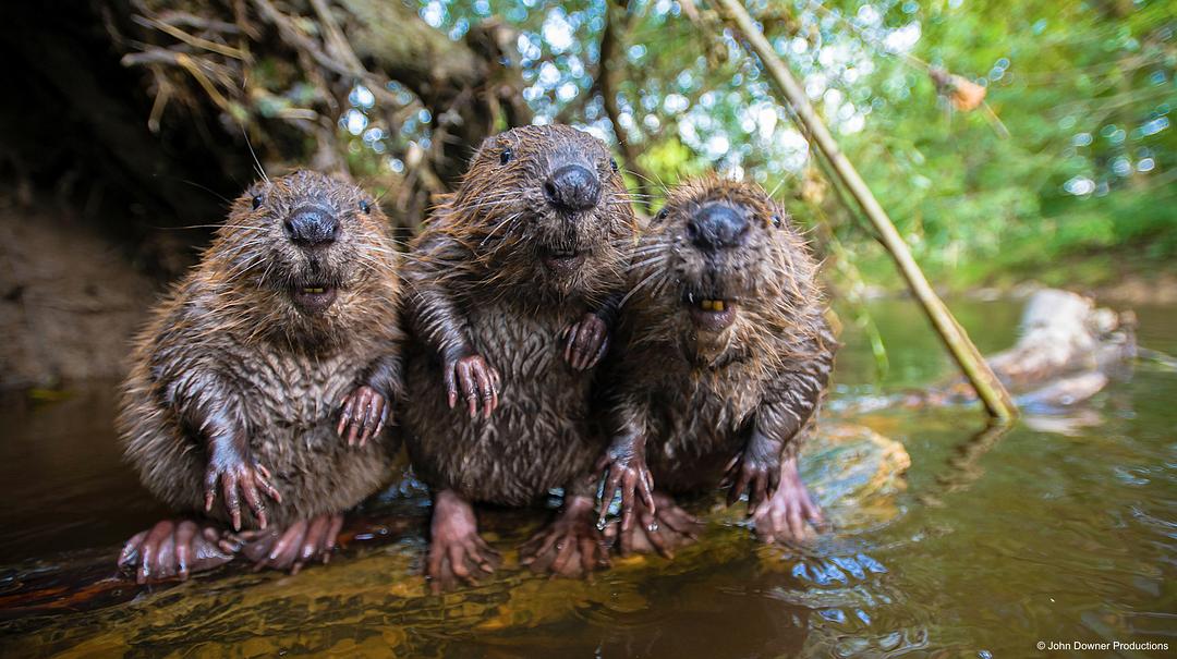 荒野间谍 第二季 Spy in the Wild Season 2插图16