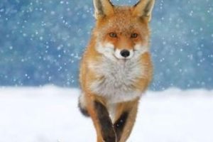 超级动物 The Animal Within 2020