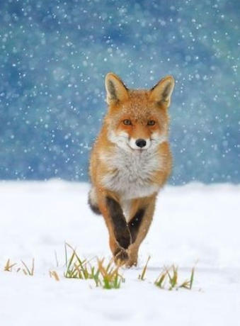 超级动物 The Animal Within 2020插图