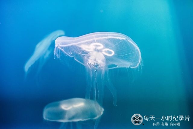 超级动物 The Animal Within 2020插图2