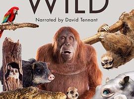 荒野间谍 第一季 Spy in the Wild Season 1