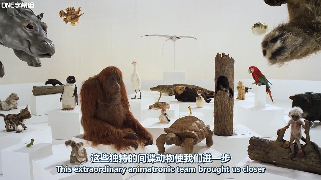 荒野间谍 第一季 Spy in the Wild Season 1插图1