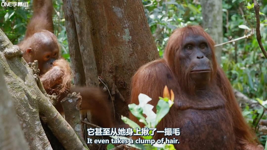 荒野间谍 第一季 Spy in the Wild Season 1插图2