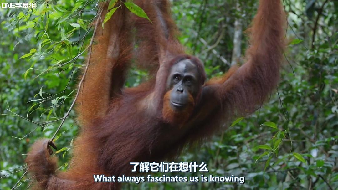 荒野间谍 第一季 Spy in the Wild Season 1插图3