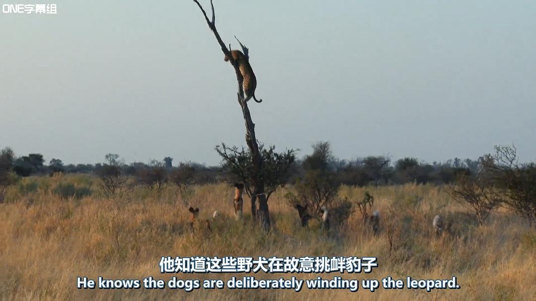 荒野间谍 第一季 Spy in the Wild Season 1插图7