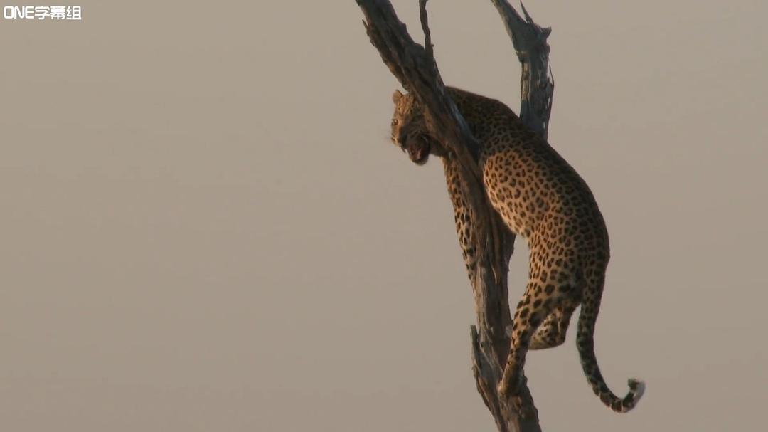 荒野间谍 第一季 Spy in the Wild Season 1插图9