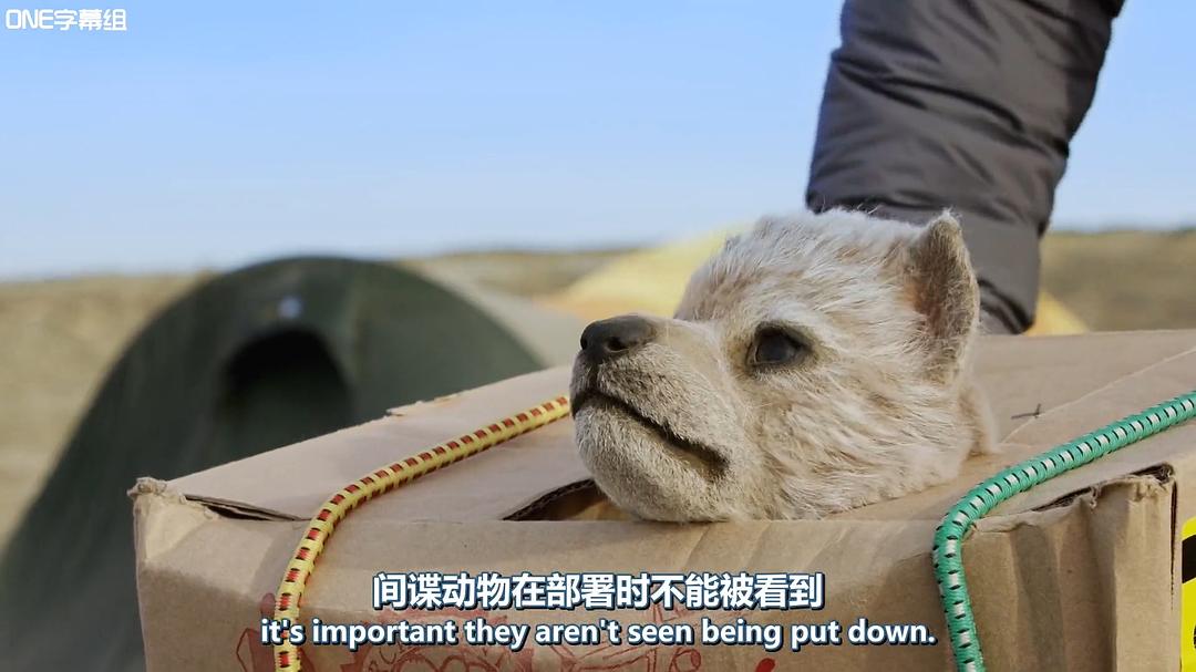 荒野间谍 第一季 Spy in the Wild Season 1插图10